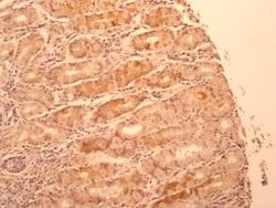 Invitrogen IL-17F Monoclonal Antibody (4H1629) 100 &mu;g; Unconjugated:Antibodies,
