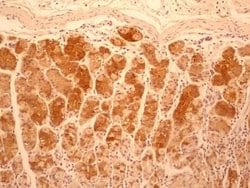 Invitrogen IL-17F Monoclonal Antibody (4H1629) 100 &mu;g; Unconjugated:Antibodies,