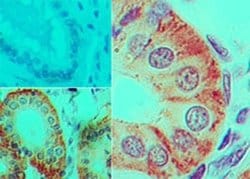 Invitrogen IL-17F Monoclonal Antibody (4H1629) 100 &mu;g; Unconjugated:Antibodies,