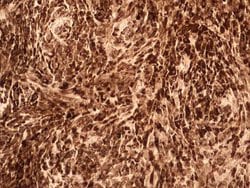 Invitrogen IL-17F Monoclonal Antibody (4H1629) 100 &mu;g; Unconjugated:Antibodies,