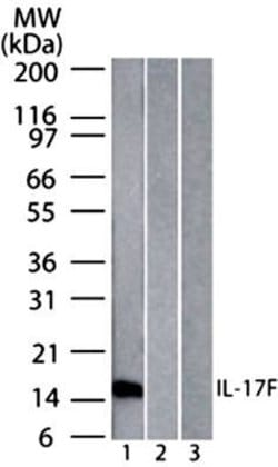 Invitrogen IL-17F Monoclonal Antibody (4H1629) 100 &mu;g; Unconjugated:Antibodies,