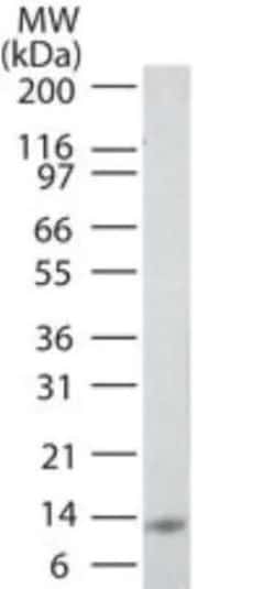 Invitrogen IL-25 Monoclonal Antibody (8B1) 100 &mu;g; Unconjugated:Antibodies,
