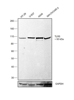 Invitrogen TLR5 Monoclonal Antibody (19D759.2) 100 &mu;g; Unconjugated:Antibodies,