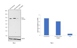 Invitrogen TLR5 Monoclonal Antibody (19D759.2) 100 &mu;g; Unconjugated:Antibodies,
