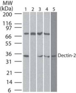 Invitrogen Dectin 2 Monoclonal Antibody (3D1) 100 &mu;g; Unconjugated:Anticuerpos