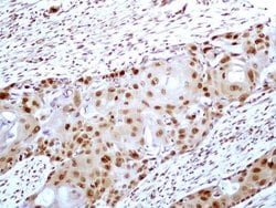 Invitrogen HMGB1 Monoclonal Antibody (19N15F4) 100 &mu;g; Unconjugated:Antibodies,