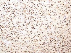 Invitrogen HMGB1 Monoclonal Antibody (19N15F4) 100 &mu;g; Unconjugated:Antibodies,