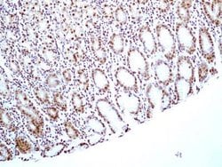 Invitrogen HMGB1 Monoclonal Antibody (19N15F4) 100 &mu;g; Unconjugated:Antibodies,