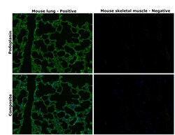 Invitrogen Podoplanin Monoclonal Antibody (pmab-1) 100 &mu;g | Buy Online | Invitrogen&trade; | Fisher Scientific