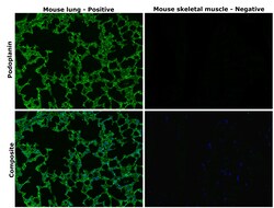 Invitrogen Podoplanin Monoclonal Antibody (pmab-1) 100 &mu;g | Buy Online | Invitrogen&trade; | Fisher Scientific