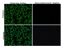 Invitrogen Podoplanin Monoclonal Antibody (pmab-1) 100 &mu;g | Buy Online | Invitrogen&trade; | Fisher Scientific