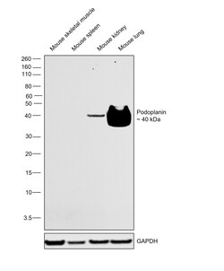 Invitrogen Podoplanin Monoclonal Antibody (pmab-1) 100 &mu;g | Buy Online | Invitrogen&trade; | Fisher Scientific