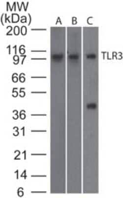 Invitrogen TLR3 Monoclonal Antibody (27N3D4) 100 &mu;g; Unconjugated:Antibodies