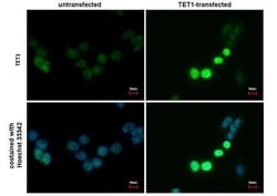 Invitrogen TET1 Monoclonal Antibody (GT1462) 100 &mu;L; Unconjugated:Antibodies,