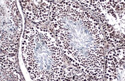 Invitrogen TET1 Monoclonal Antibody (GT1462) 100 &mu;L; Unconjugated:Antibodies,