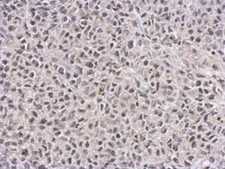 Invitrogen TET1 Monoclonal Antibody (GT1462) 100 &mu;L; Unconjugated:Antibodies,