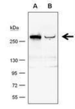 Invitrogen TET1 Monoclonal Antibody (GT1462) 100 &mu;L; Unconjugated:Antibodies,