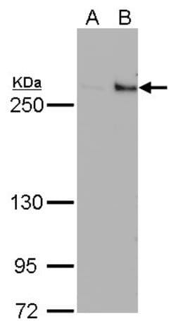 Invitrogen TET1 Monoclonal Antibody (GT1462) 100 &mu;L; Unconjugated:Antibodies,
