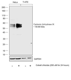 Invitrogen Carbonic Anhydrase IX Monoclonal Antibody (GT12) 100 &mu;L;