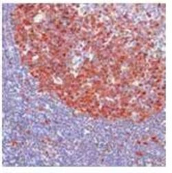 Invitrogen CDK2 Monoclonal Antibody (SP80) 500 &mu;L | Buy Online | Invitrogen&trade; | Fisher Scientific