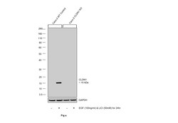 Invitrogen Claudin 1 Monoclonal Antibody (SP128) 500 &mu;L; Unconjugated:Antibodies,