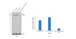 Invitrogen MSH6 Monoclonal Antibody (SP93) 500 &mu;L; Unconjugated:Antibodies,