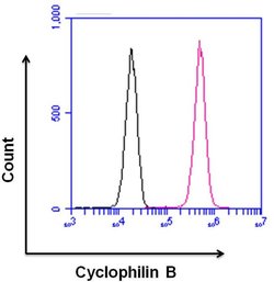 Invitrogen Rabbit IgG Recombinant Isotype Control (SP137) 500 &mu;L | Buy Online | Invitrogen&trade; | Fisher Scientific