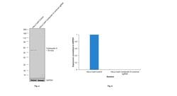 Invitrogen Cytokeratin 8 Monoclonal Antibody (SP102) 500 &mu;L; Unconjugated:Antibodies,