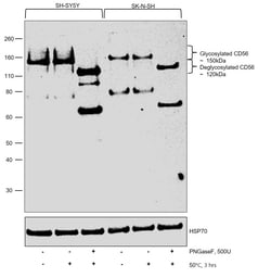 Invitrogen CD56 Monoclonal Antibody (123C3) 200 &mu;g; Unconjugated:Antibodies,