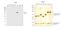 Invitrogen™ Mouse anti-Human IgA Secondary Antibody