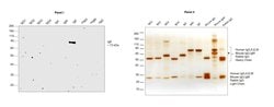 Invitrogen Mouse anti-Human IgE Secondary Antibody, HRP 500 &mu;g; HRP:Antibodies,