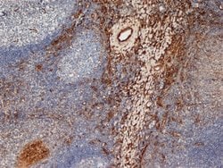 Invitrogen CD206 Monoclonal Antibody (7-450) 200 &mu;g; Unconjugated:Antibodies,