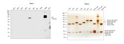 Invitrogen Mouse anti-Human IgA1 Fc Secondary Antibody, HRP 1 mL; HRP:Antibodies,