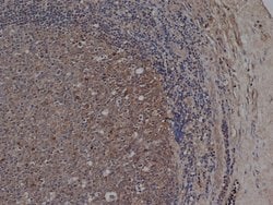 Invitrogen CD72 Monoclonal Antibody (Bu40) 200 &mu;g; Unconjugated:Antibodies,