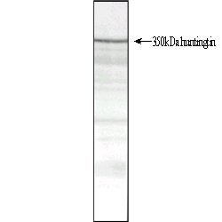 Invitrogen Huntingtin Monoclonal Antibody (HDB4E10) 100 &mu;g; Unconjugated:Antibodies,