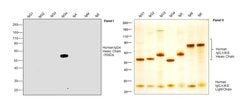 Invitrogen Mouse anti-Human IgG4 Secondary Antibody 500 &mu;g; Unconjugated:Antibodies,