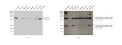 Invitrogen&trade;&nbsp;Mouse anti-Bovine IgG (H+L) Secondary Antibody, HRP