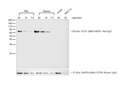 Invitrogen&trade;&nbsp;Mouse anti-Rat IgG2a (Heavy chain) Secondary Antibody, HRP