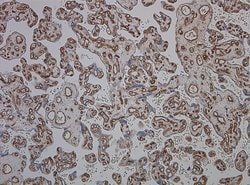 Invitrogen CD34 Monoclonal Antibody (QBEND/10) 200 &mu;g; Unconjugated:Antibodies,