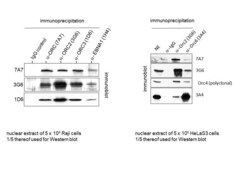 Invitrogen ORC3 Monoclonal Antibody (1D6) 50 &mu;L; Unconjugated:Antibodies,