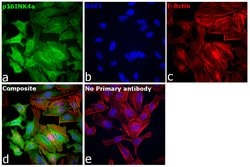 Invitrogen p16INK4a Monoclonal Antibody (1D7D2) 100 &mu;L; Unconjugated:Antibodies,