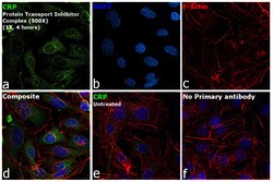 Invitrogen CRP Monoclonal Antibody (1G1) 100 &mu;L; Unconjugated:Antibodies,