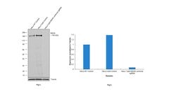 Invitrogen MSH6 Monoclonal Antibody (3E1) 100 &mu;L; Unconjugated:Antibodies,