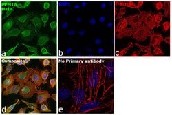 Invitrogen PPM1A Monoclonal Antibody (7F12) 100 &mu;g; Unconjugated:Antibodies,