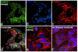 RUNX3 Monoclonal Antibody (2B3), Invitrogen 100 &mu;g; Unconjugated:Antibodies,