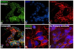 RUNX3 Monoclonal Antibody (2B3), Invitrogen 100 &mu;g; Unconjugated:Antibodies,