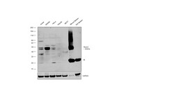 RUNX3 Monoclonal Antibody (2B3), Invitrogen 100 &mu;g; Unconjugated:Antibodies,