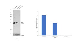 RUNX3 Monoclonal Antibody (2B3), Invitrogen 100 &mu;g; Unconjugated:Antibodies,