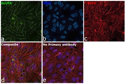 Invitrogen GLUT4 Monoclonal Antibody (3G10A3) 100 &mu;g; Unconjugated:Antibodies,