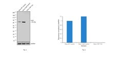 Invitrogen YAP1 Monoclonal Antibody (1A12) 100 &mu;g; Unconjugated:Antibodies,